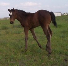 TB filly,Behold the Beauty-3wks, Out of Top My Sugar