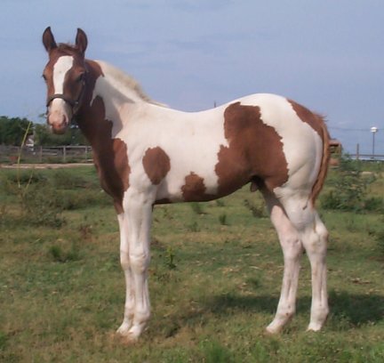 Country Picasso, -2 months, Out of Amie Lee