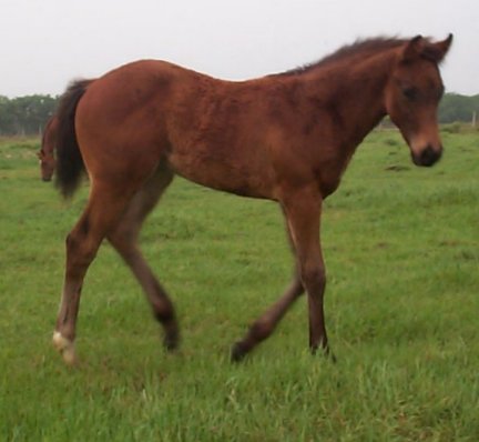 QH colt, Country Nobleman, out of Rammers Rose