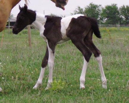Two Secret Miss, Pt filly, -1 day, Out of Golden Scoter