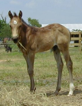 Country Buckaroo -1 month, Buckskin Registry