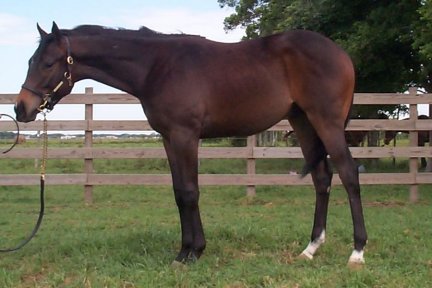 TB colt, K Derrick-14 months, Out of Craneet