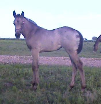 Buckskin filly,-2 months, Out of Surprisetexasgoldy