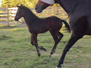 TB colt, Ytwok Warlock-2 months