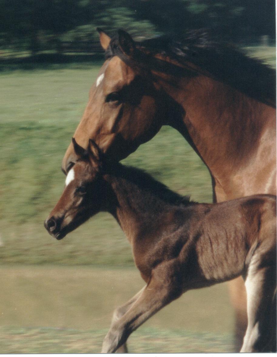 QH filly, Secret Ariat-1 day, Out of Miss Jacinthedocs