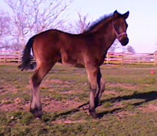 TB colt, Mellennium Mel-1 month, Out of Gallant Miss