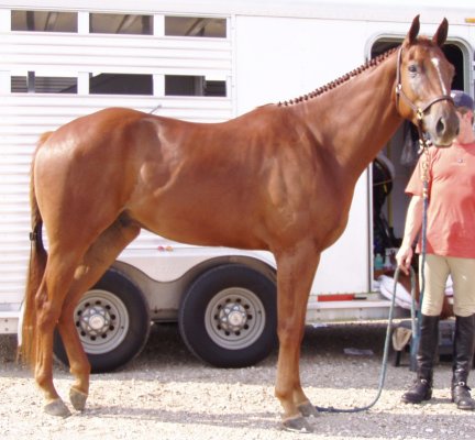 Secretariat of State, sorrel gelding,-3yo, Out of Surprisetexasgoldy