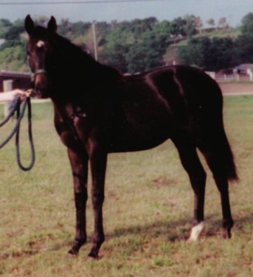 TB filly, Fabulous Secret