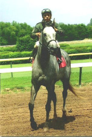 TB Gelding, Townncountry