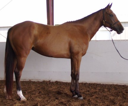 TB filly, Country Crafted