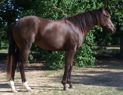 QH filly, JDs Gone Country-12 months, Out of Johnnie Holland