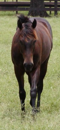 QH gelding, Badgers Lil Secret, Out of Blacklan San