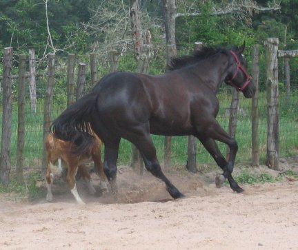 QH colt, BF Sharp Dressed Man, out of Directors Babe