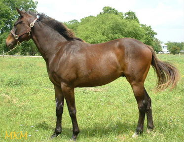 TB gelding, Ekatoriat