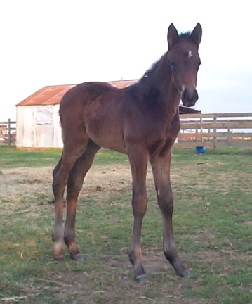 TB Gelding, Jack Be Lucky