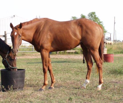 QH filly, Stunning Sensation, out of Rammers Rose