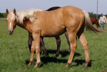 QH gelding, Country Texas Star, out of Poised Bee Lynn