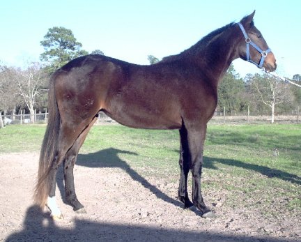 TB Colt, Country Xander, Out of Top My Sugar
