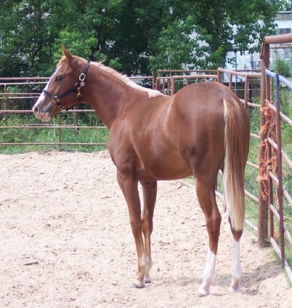 Aries Foolish Heart -yearling, Half TB