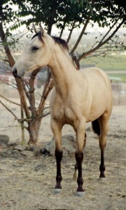 QH filly, Bees Secret Side, out of Poised Bee Lynn