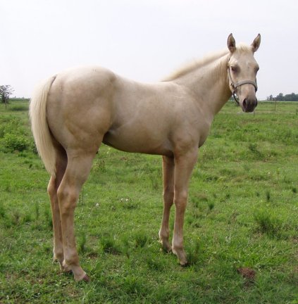 QH colt, The Golden Secret, out of Poised Bee Lynn