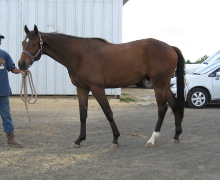 TB colt, Authentic Maverick, Out of Lady Classique