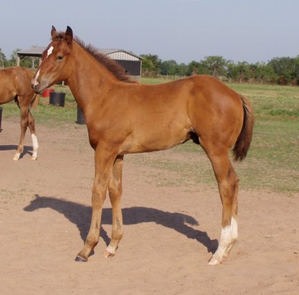 QH colt, Special Secret Dos, out of LS Home Free