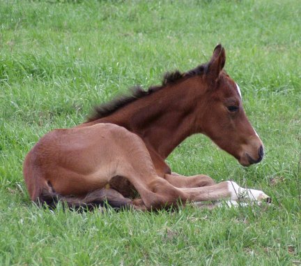 QH colt, JCs Country Boy, Out of Johnnie Holland