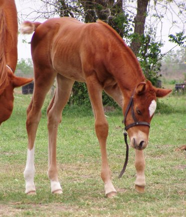 QH filly, Racing Regal, out of Ramroc Rose