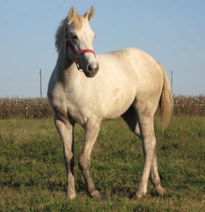 QH filly, Miss Lemon Meringue, out of Bostina Cream Pie