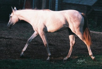 TB filly, Ravenna Reign On, Out of Frosty Secretary