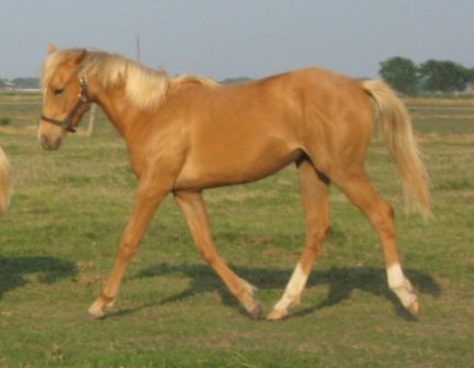 QH filly, Golden Secretary, out of Cream Brulee