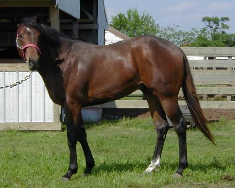 TB colt, Country Casanova-2yo, Out of Gallant Miss