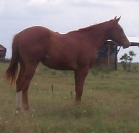 QH colt, Blazing Prairie Fire-1 year, out of Thanx Mr Bee