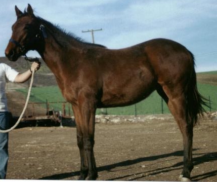 TB Colt, Gator Country-10 1/2 months