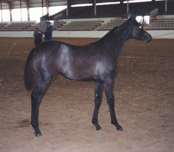 Anglo-Arabian Filly, Secret Country Love-5 months