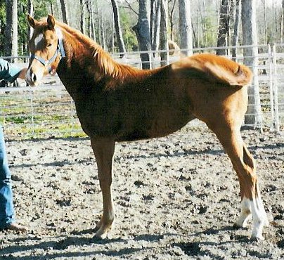 QH colt, Secretariats Country-1 year, Out of Proton Sover