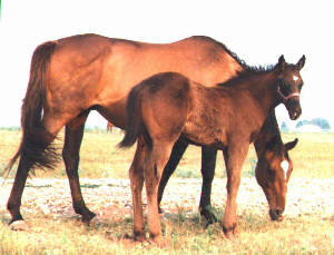TB Colt, Charbon-9wks, Out of Top My Sugar