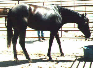 TB mare, Country Rhymer-4yo