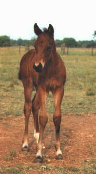 QH Colt, Secretariats Day-2wks, out of Moonlighting Madam